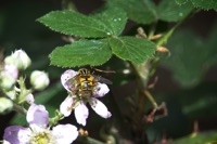 Oh Bee-have. Minibeasts are out